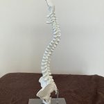 背骨を整えて自律神経を安定へ【姶良/整体/肩こり/腰痛/首痛】